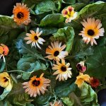 New-botanic-salad-collection-odlingsfron